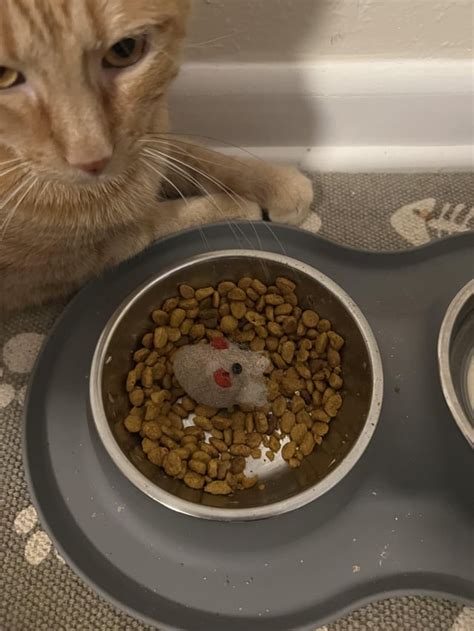 does my cat know his toys are fake